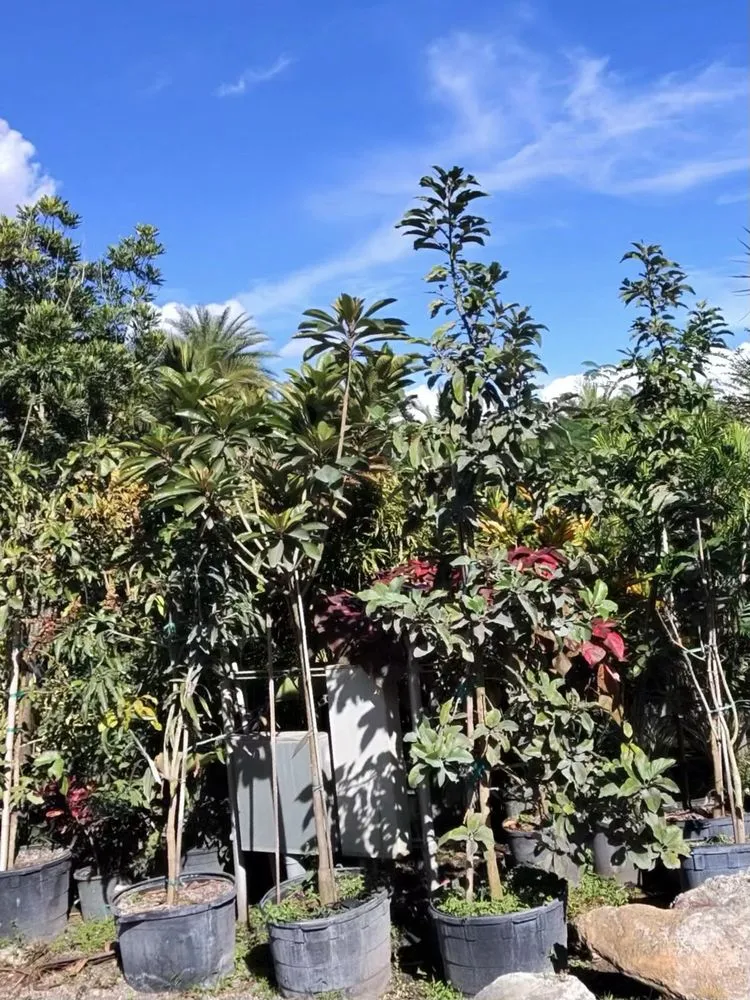 Custom residential landscaping for homes in Davie, FL by Broward Palms