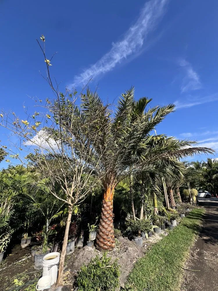 Top-rated outdoor landscaping experts serving Davie, FL - Broward Palms