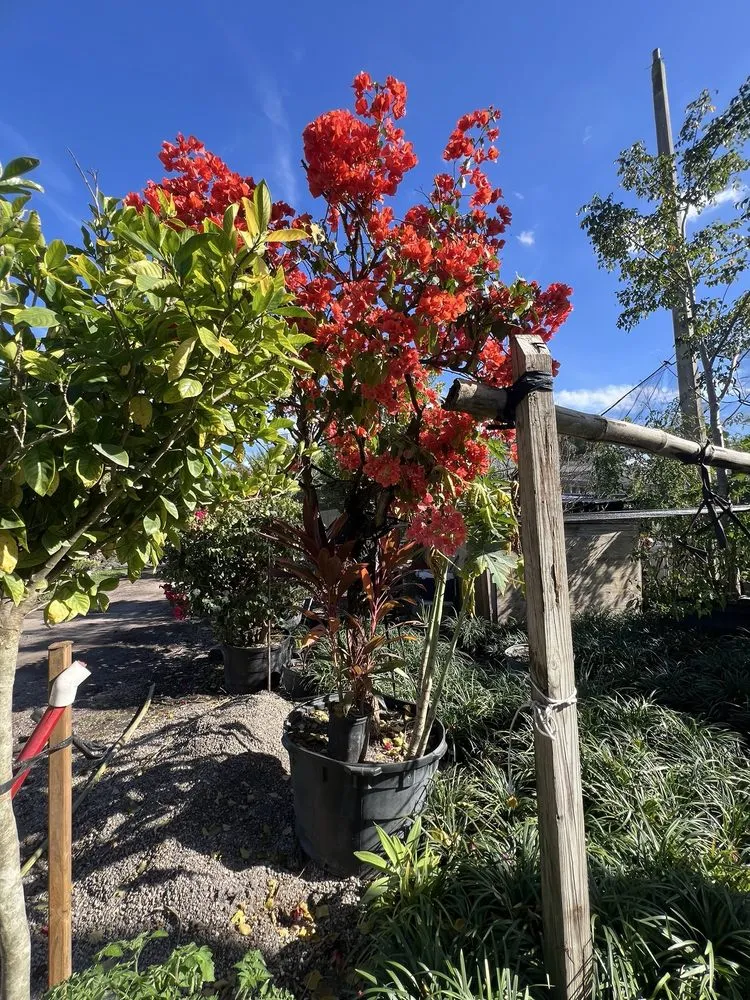 Expert landscape installation experts serving Davie, FL - Broward Palms