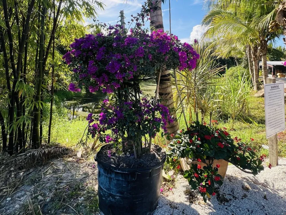 Professional lawn mowing service in Davie, FL by Broward Palms