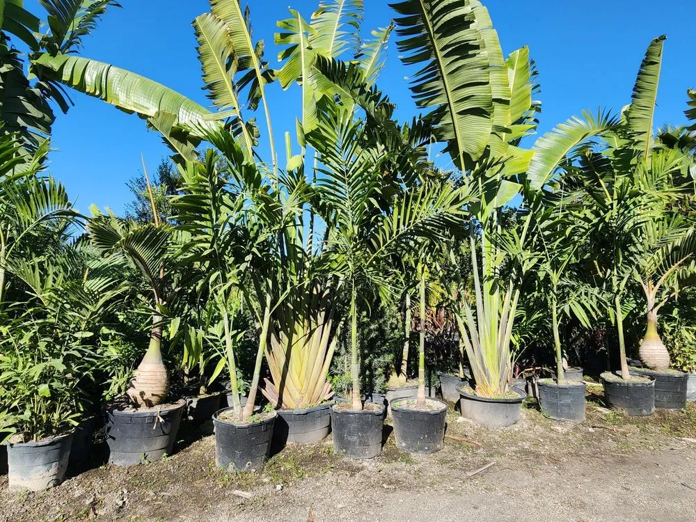 Professional yard cleanup service for outdoor upgrades across Davie, FL - Broward Palms