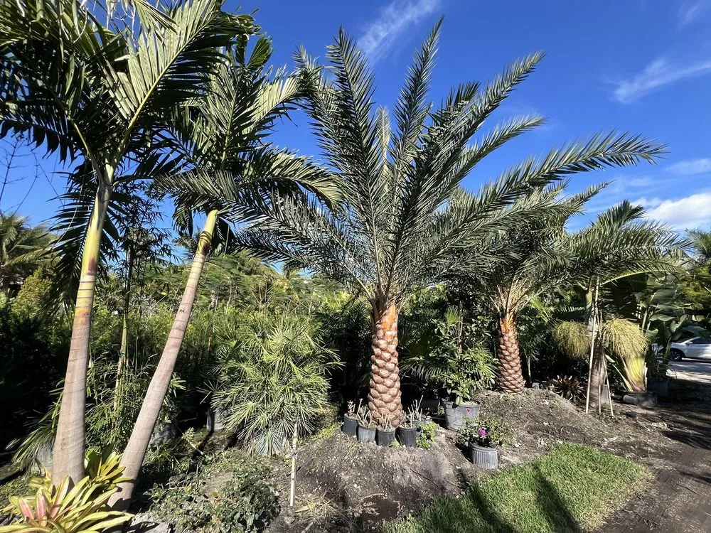 Trusted lawn care service in Davie, FL - Broward Palms