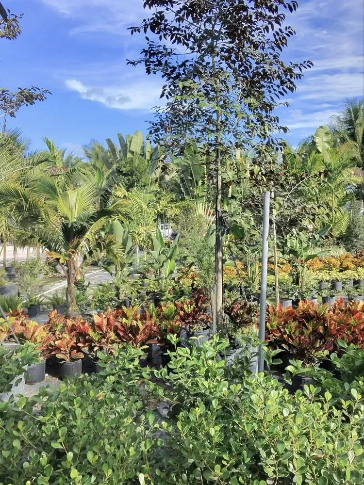 Professional yard cleanup service for homes across Davie, FL - Broward Palms