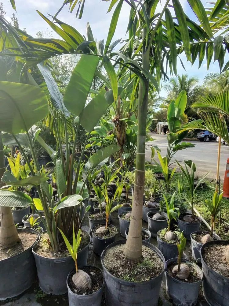 Professional landscape design in Davie, FL by Broward Palms