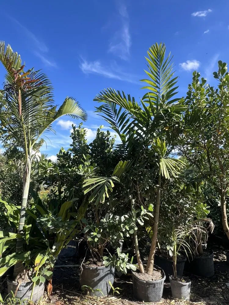 Affordable landscape design in Davie, FL by Broward Palms