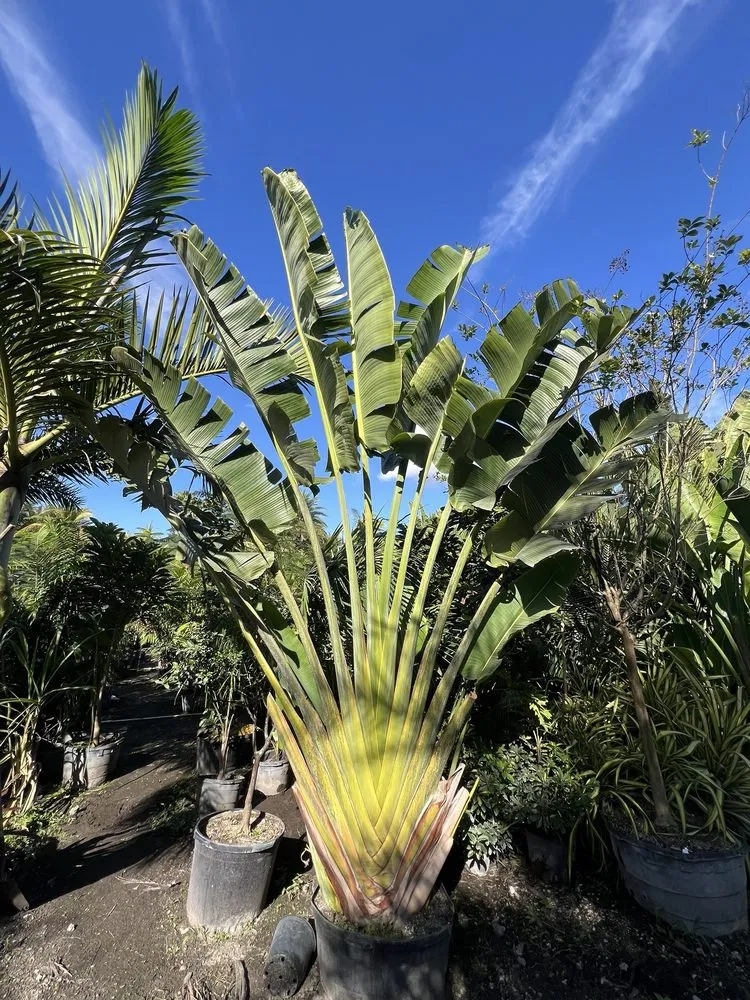 Professional yard maintenance in Davie, FL by Broward Palms