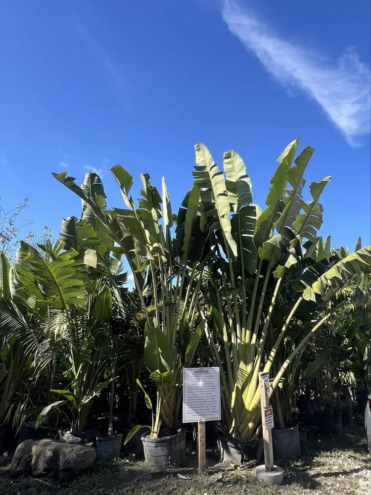 Affordable yard cleanup service for beautiful yards in Davie, FL by Broward Palms