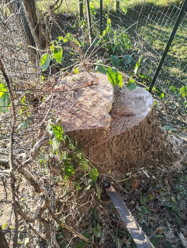 Trusted landscaping services for homes across Columbus, IN - Browder Landscaping & Tree Services