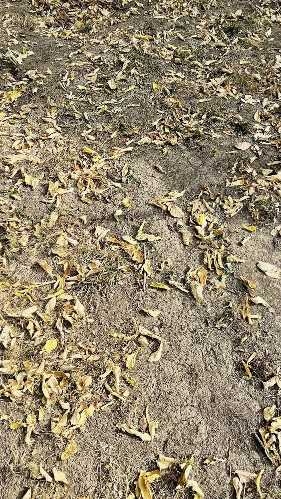 Custom garden landscaping for year-round maintenance in Olathe, KS by Brown Brothers' Lawn Care