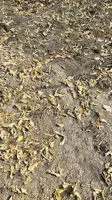 Brown Brothers' Lawn Care Logo