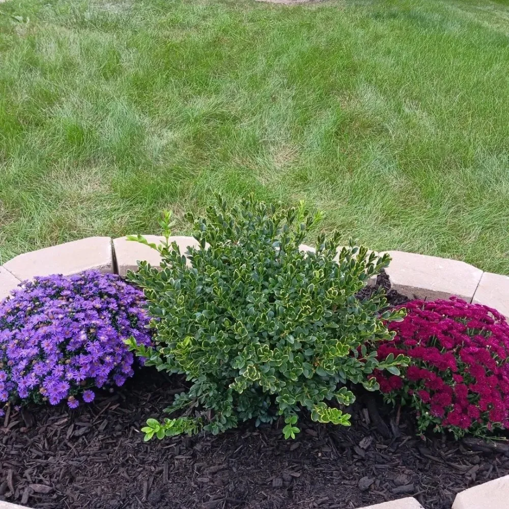 Trusted landscaping services experts serving Chicago, IL - Brownish management & maintenance