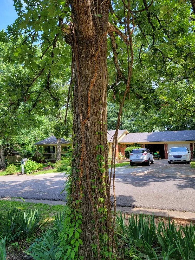 Affordable lawn care service in Paris, AR by Brown's Affordable Lawn & Landscaping