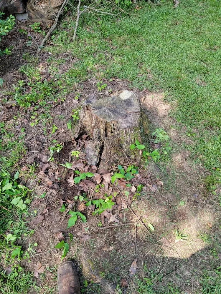 Reliable yard cleanup service in Paris, AR by Brown's Affordable Lawn & Landscaping