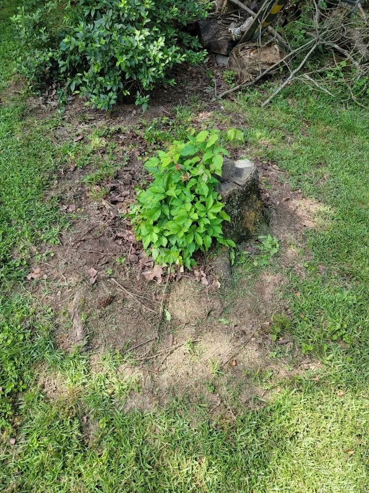 Reliable landscape design experts serving Paris, AR - Brown's Affordable Lawn & Landscaping