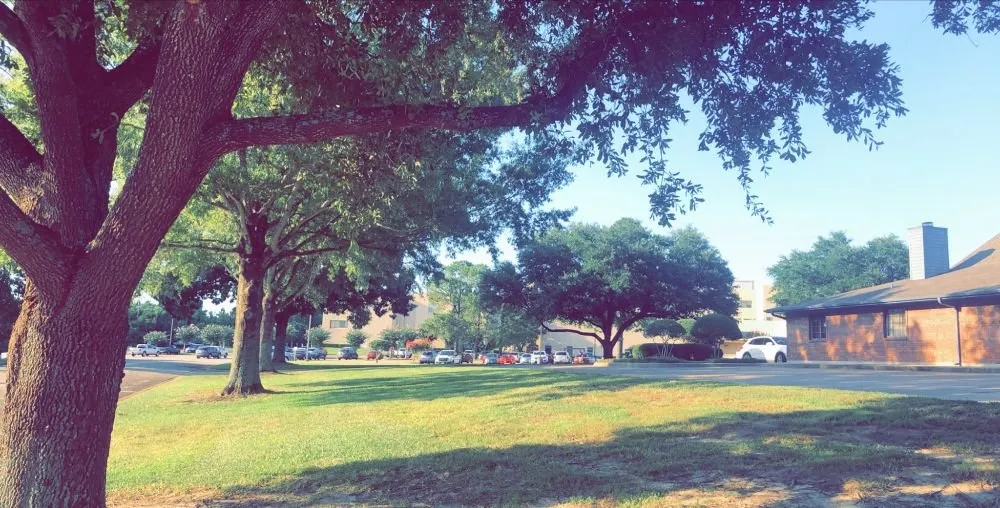 Expert yard cleanup service in Palestine, TX by Brown's Construction & Lawn Care Services