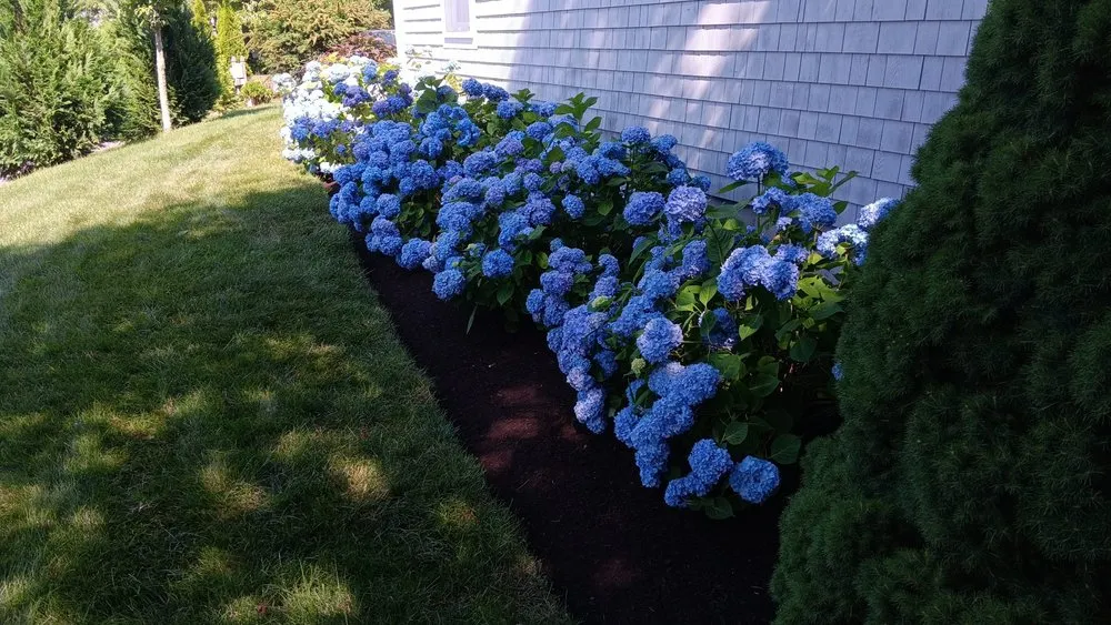 Expert yard maintenance in South Yarmouth, MA by Browns Landscape