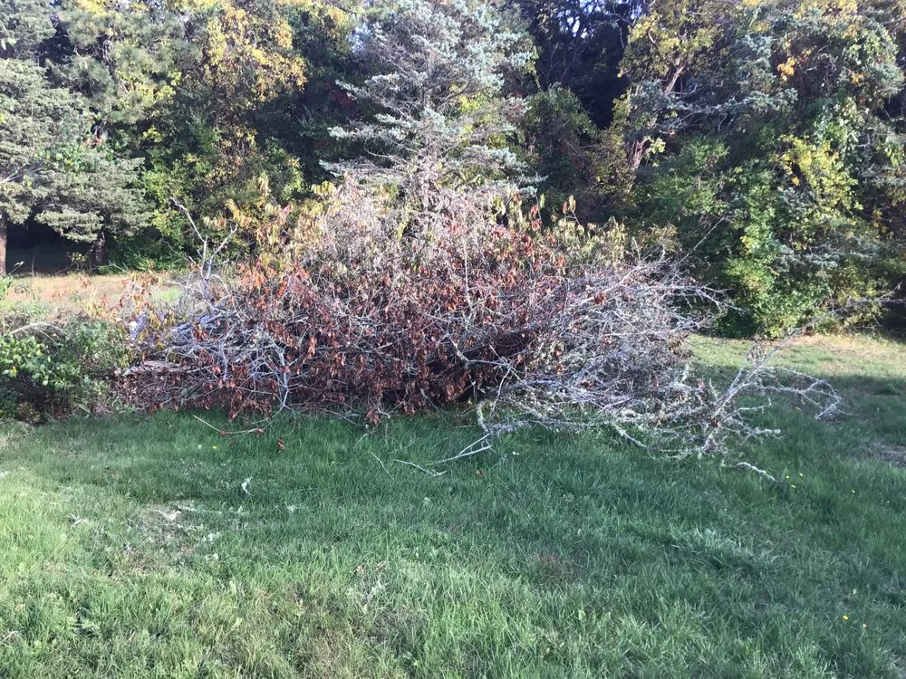 Expert lawn care service in Barnstable, MA - Browns Landscaping and Property Management