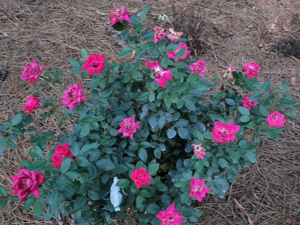 Professional lawn mowing service for outdoor upgrades in Roebuck, SC by Browns Lawn Services