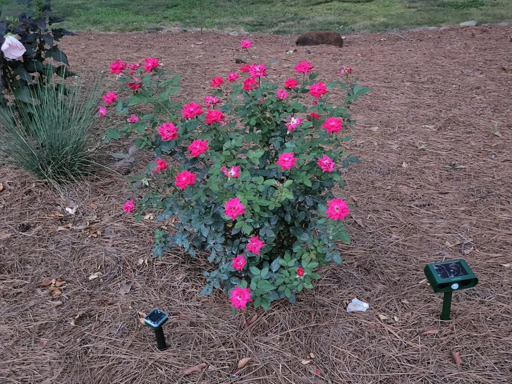 Custom yard cleanup service for beautiful yards across Roebuck, SC - Browns Lawn Services