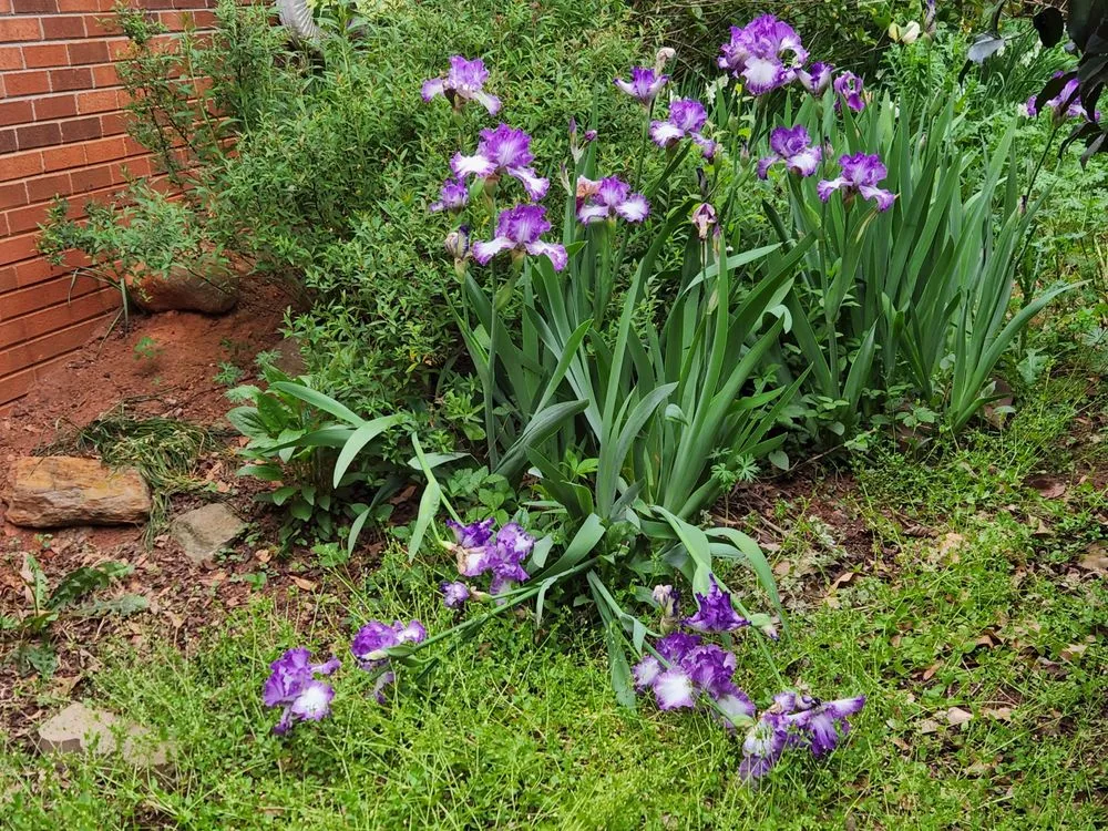 Custom landscape design for year-round maintenance in Roebuck, SC by Browns Lawn Services