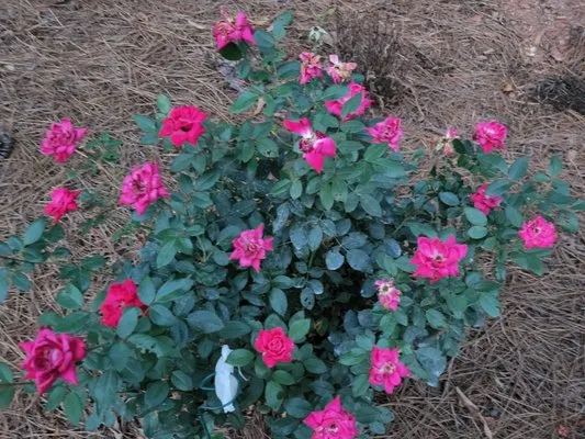 Browns Lawn Services Logo