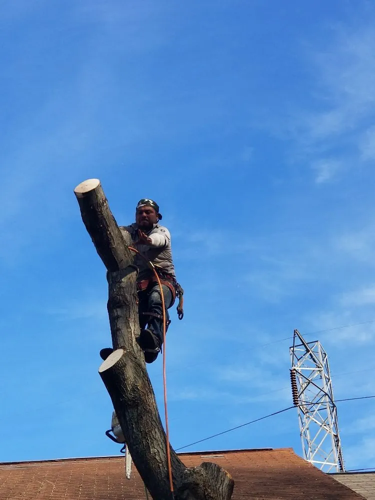 Professional outdoor landscaping for beautiful yards in Culpeper, VA by Browns Tree & Landscaping & Home Improvements