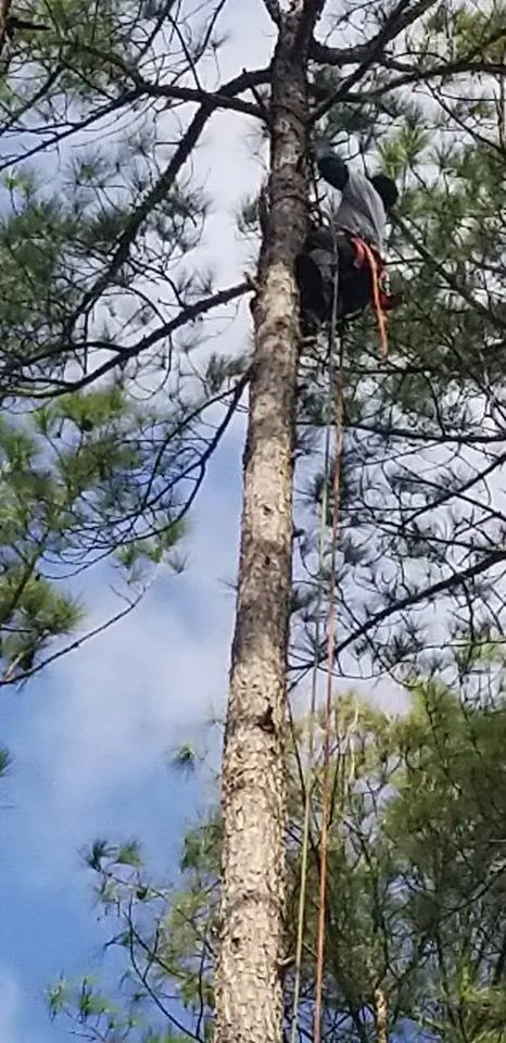 Top-rated lawn mowing service experts serving Culpeper, VA - Browns Tree & Landscaping & Home Improvements