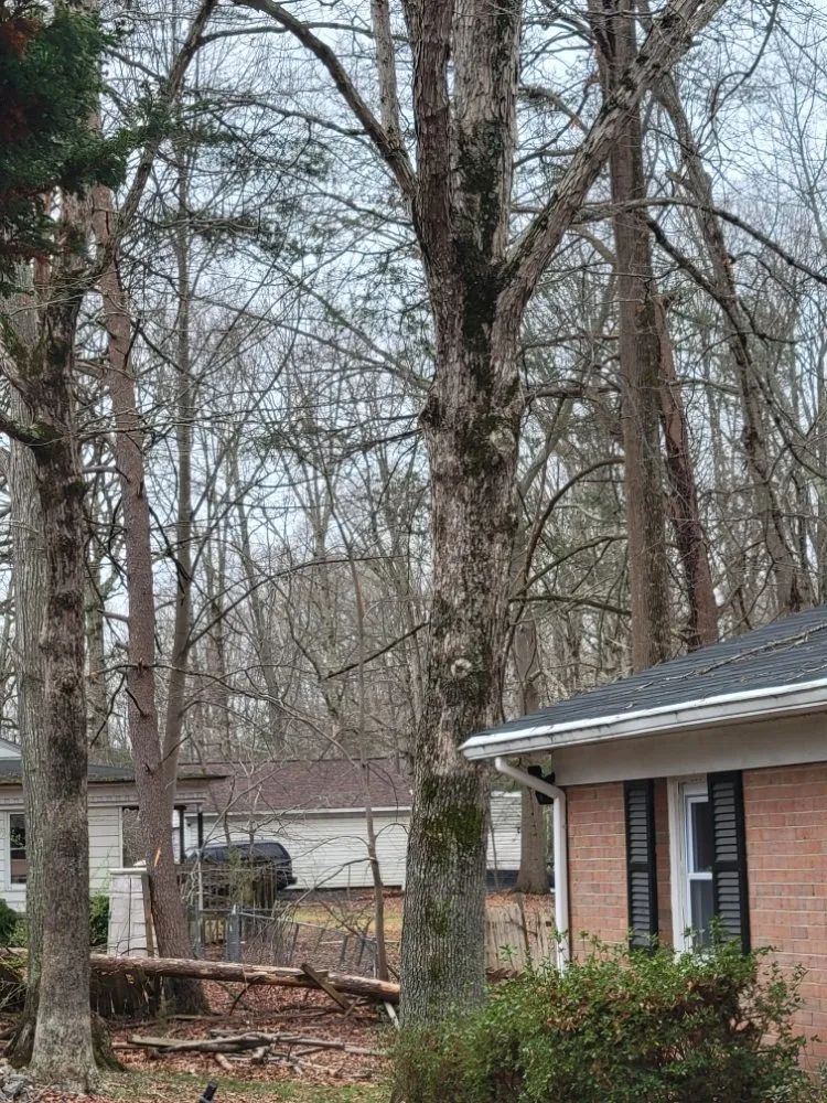 Professional lawn care service in Culpeper, VA by Browns Tree & Landscaping & Home Improvements