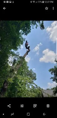 Brown's Tree And STUMP Service Logo