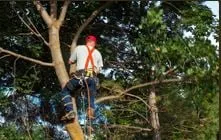 Professional lawn care service for outdoor upgrades across Panama City, FL - Brown's Tree Service and Land Clearing