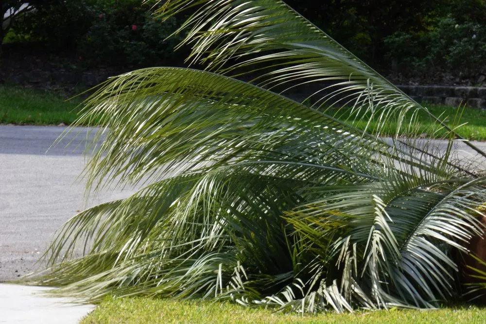 Reliable yard cleanup service in Dunnellon, FL - Brown’s Tree Service