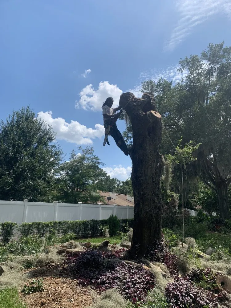 Top-rated yard maintenance for beautiful yards across Hamilton, OH - Browns Tree Service