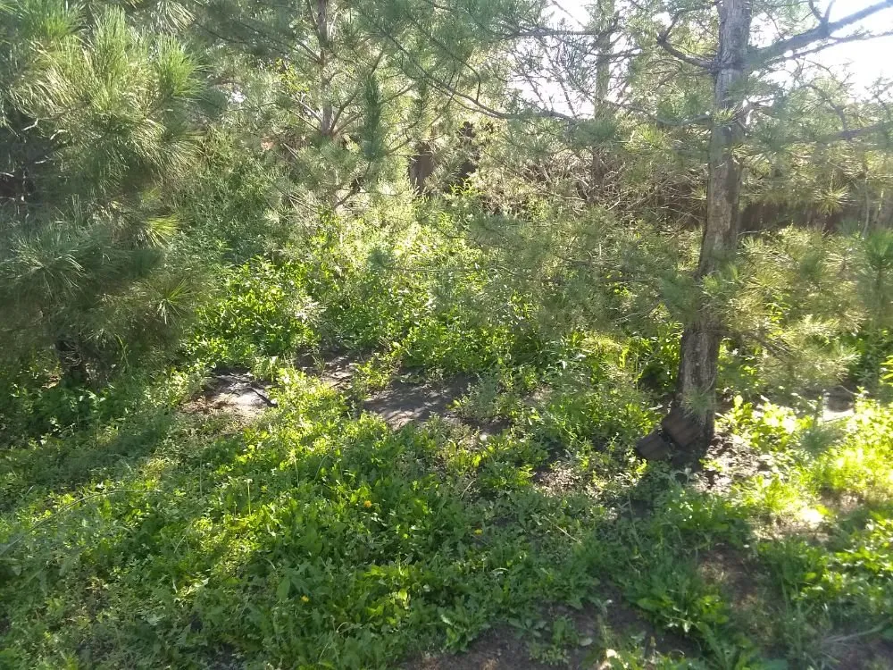 Reliable landscaping services with custom design in Albuquerque, NM by Brown's Yard Work and Maintenance