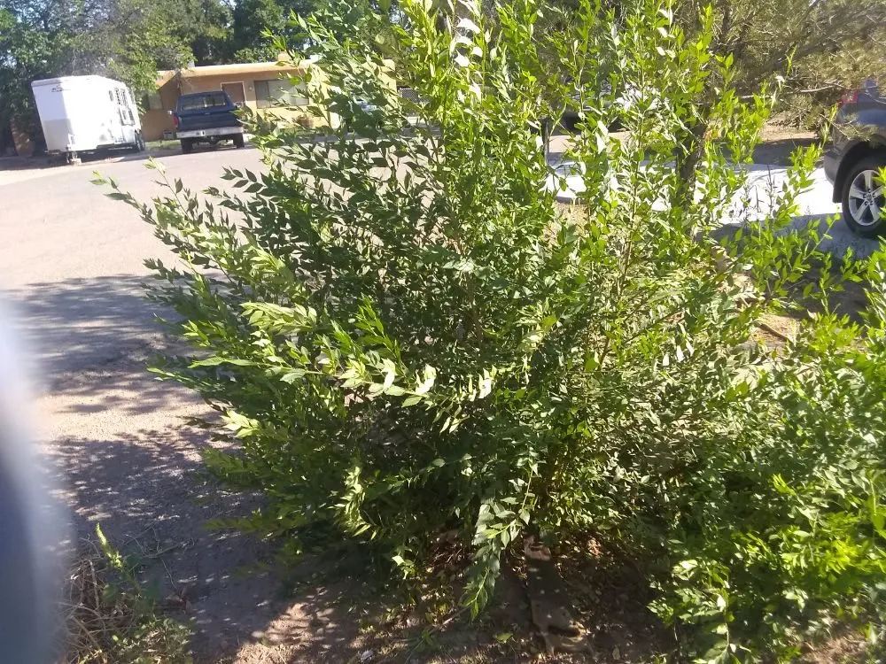 Reliable yard cleanup service for outdoor upgrades across Albuquerque, NM - Brown's Yard Work and Maintenance