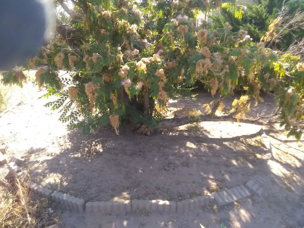 Trusted residential landscaping for residential properties across Albuquerque, NM - Brown's Yard Work and Maintenance