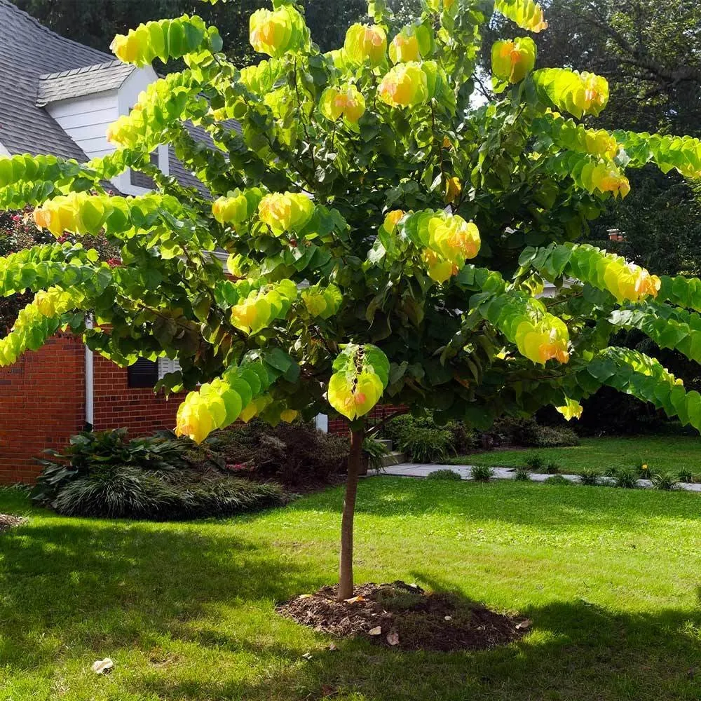 Custom outdoor landscaping experts serving Louisville, KY - Brownsboro Lawn Care