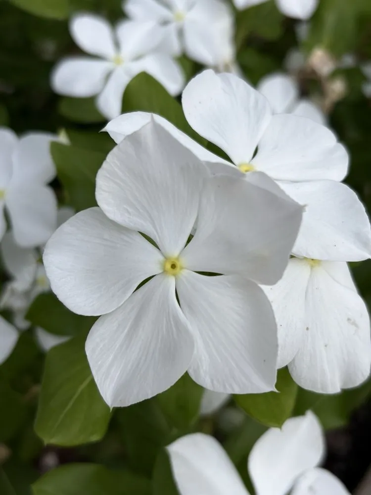 Top-rated garden landscaping in Johns Island, SC by Brownswood Nursery & Landscape