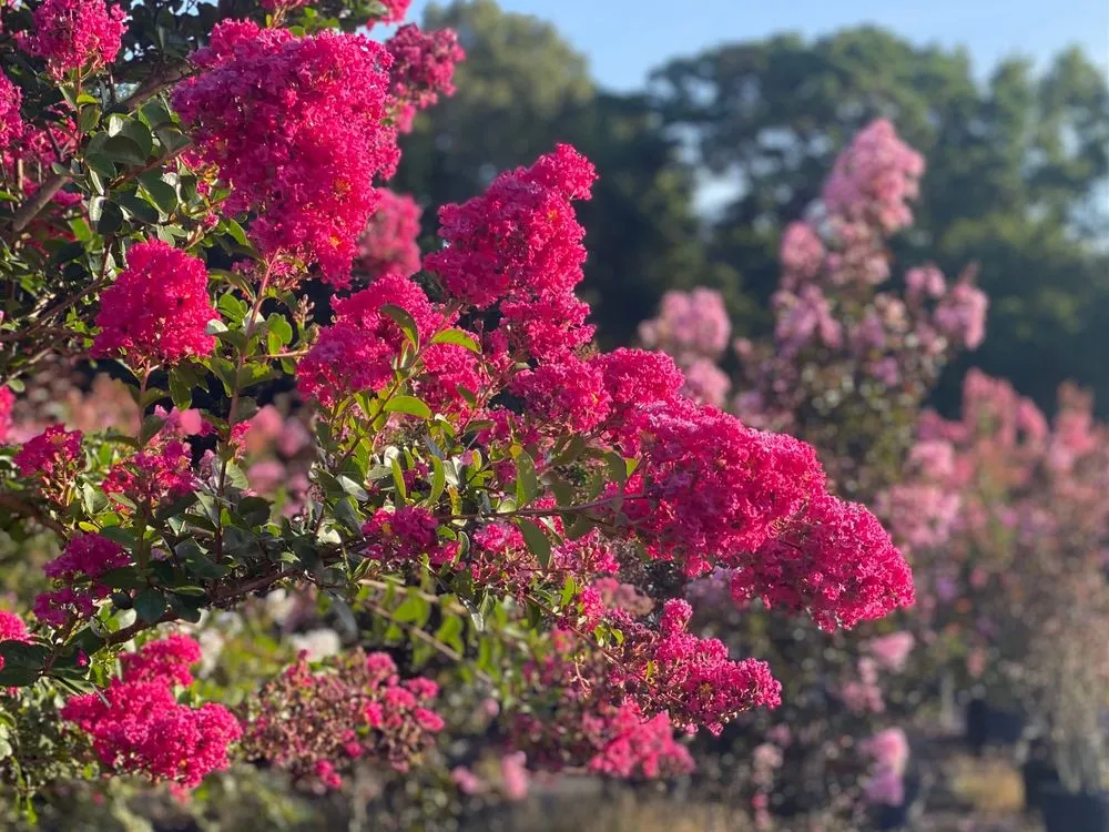 Affordable yard maintenance for beautiful yards across Johns Island, SC - Brownswood Nursery & Landscape