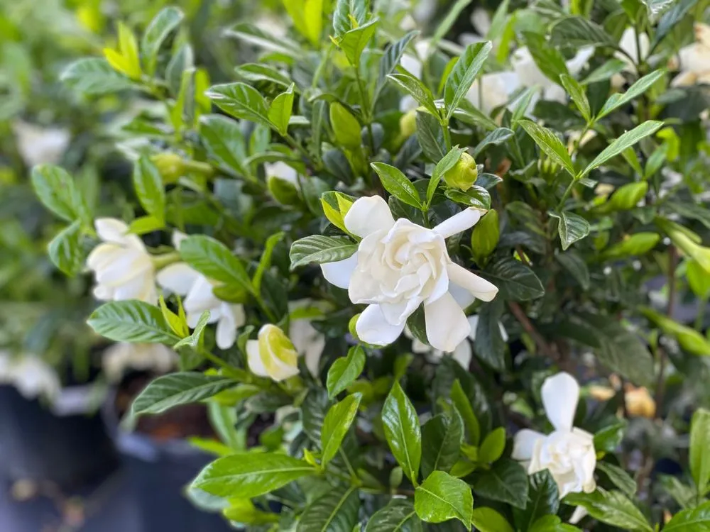 Affordable residential landscaping for homes across Johns Island, SC - Brownswood Nursery & Landscape