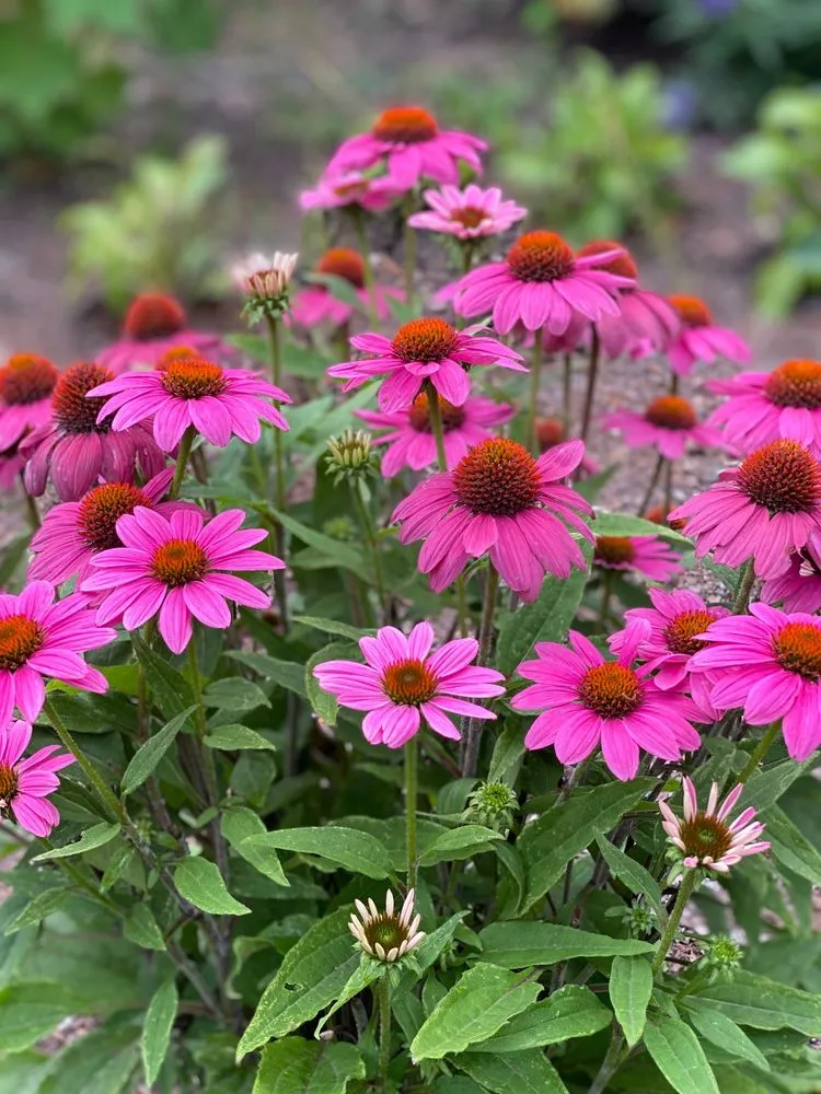 Professional landscape design for residential properties across Johns Island, SC - Brownswood Nursery & Landscape