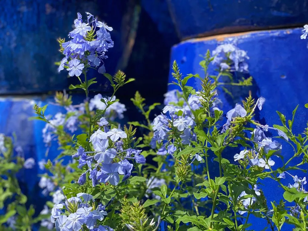 Expert residential landscaping experts serving Johns Island, SC - Brownswood Nursery & Landscape