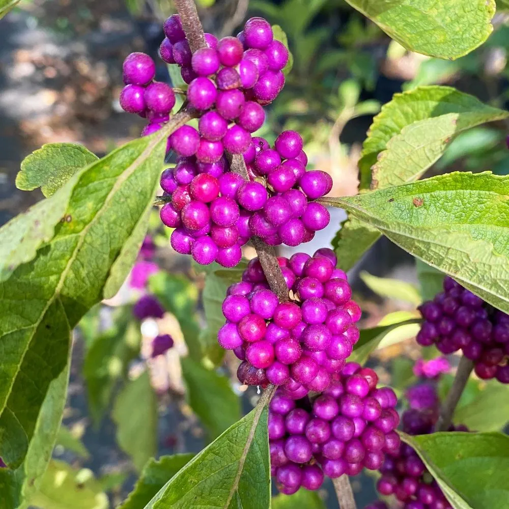 Affordable landscaping services in Johns Island, SC by Brownswood Nursery & Landscape