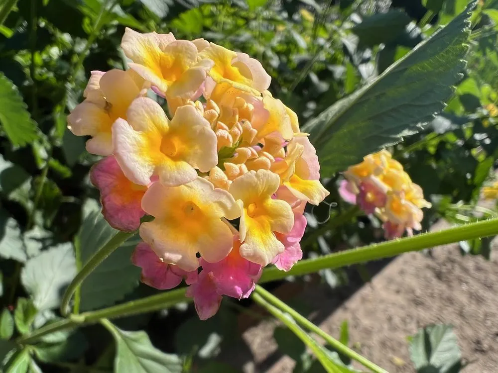 Trusted yard maintenance in Johns Island, SC - Brownswood Nursery & Landscape