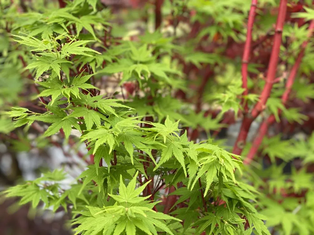 Affordable residential landscaping in Johns Island, SC - Brownswood Nursery & Landscape