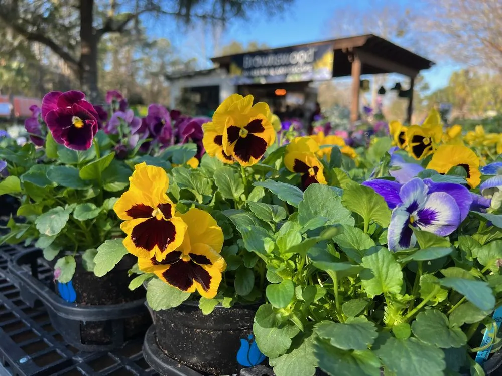 Expert yard maintenance for outdoor upgrades across Johns Island, SC - Brownswood Nursery & Landscape