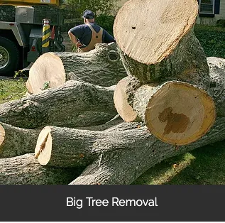 Local landscaping services for outdoor upgrades across Mesa, AZ - Brownwood Tree Service, Landscape & Firewood