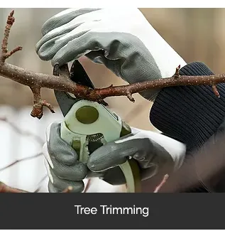 Expert landscape installation in Mesa, AZ - Brownwood Tree Service, Landscape & Firewood