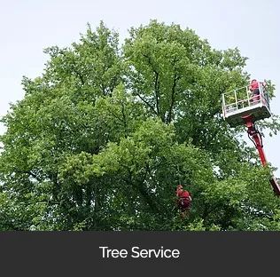 Custom landscape installation for year-round maintenance across Mesa, AZ - Brownwood Tree Service, Landscape & Firewood