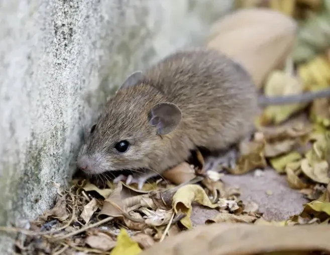 Reliable lawn care service in West Milford, NJ - BRS Backyard Bug Busters