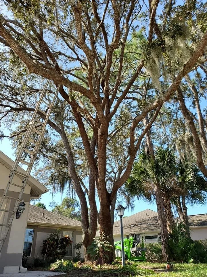 Professional garden landscaping in North Port, FL - BR's Quality Tree & Landscaping Service